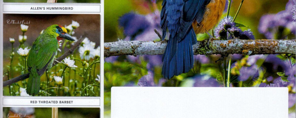 Calendar Burung Cantik
