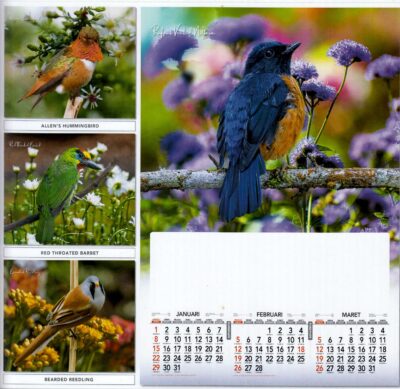 Calendar Burung Cantik